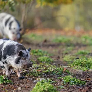 Two Kunekune pigs (sus scrofa domesticus)