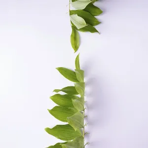 Kupena - a garden plant on a white background