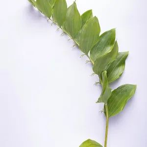 Kupena - a garden plant on a white background