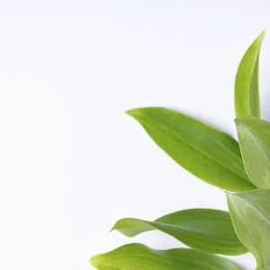 Kupena - a garden plant on a white background close up