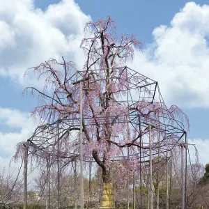 Kyoto, japan - march 25 2023