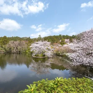Kyoyochi pond in the Japanese garden