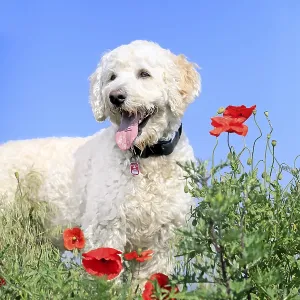 Labradoodle, male (Labrador x Standard Poodle cross)