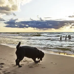 Labrador on the beach