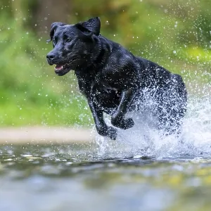 Labrador dog running through river Rems