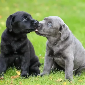 Labrador domestic dog (Canis lupus familiaris)