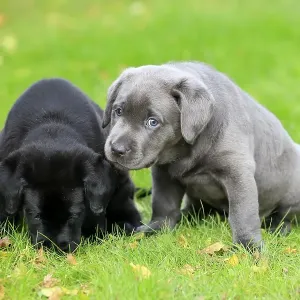 Labrador domestic dog (Canis lupus familiaris)