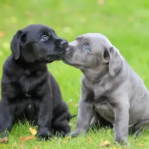 Labrador domestic dog (Canis lupus familiaris) Labrador domestic dog (Canis lupus familiaris)