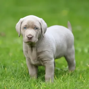 Labrador domestic dog (Canis lupus familiaris) Labrador domestic dog (Canis lupus familiaris)