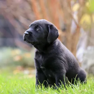Labrador domestic dog (Canis lupus familiaris) Labrador domestic dog (Canis lupus familiaris)