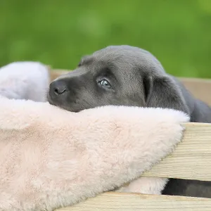 Labrador domestic dog (Canis lupus familiaris) Labrador domestic dog (Canis lupus familiaris)