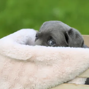 Labrador domestic dog (Canis lupus familiaris) Labrador domestic dog (Canis lupus familiaris)