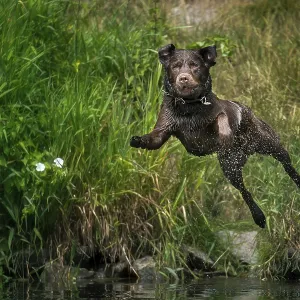 A Labrador jumping into the water A Labrador jumping into the water