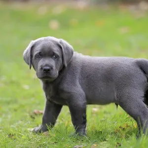 Labrador, puppy standing in the grass