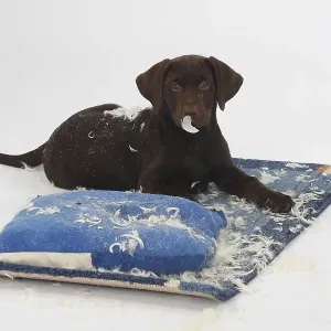 Labrador retriever, 11 weeks, brown