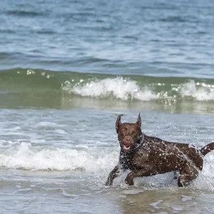 Labrador Retriever in Baltic Sea, Wustrow Print