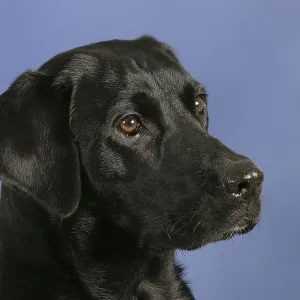Black Labrador Retriever Print Black Labrador Retriever Print