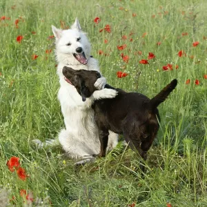 Labrador Retriever, brown, and Swiss Shepherd Dog