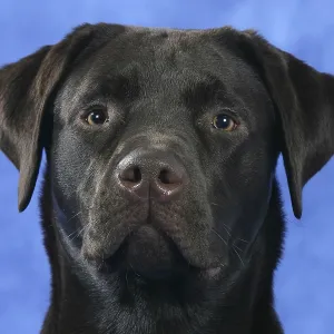 Labrador Retriever, Chocolate Labrador Retriever, Chocolate