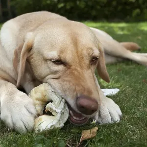 Labrador Retriever Female Close-Up Print Labrador Retriever Female Close-Up Print