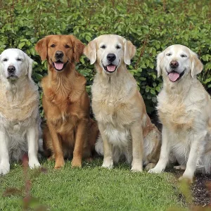 Labrador Retriever, group picture