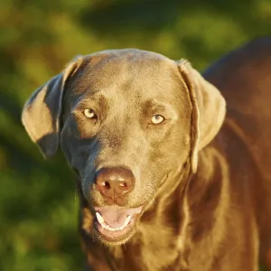 Labrador Retriever on a meadow in autumn