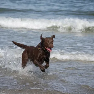 A Labrador Retriever plays in the shallow Baltic Sea water