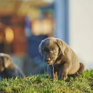Labrador Retriever puppie on a meadow in autumn Labrador Retriever puppie on a meadow in autumn