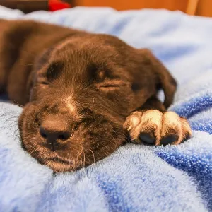 Labrador retriever puppy on blue blanket Labrador retriever puppy on blue blanket