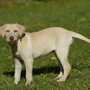 Labrador Retriever Puppy Print, Bayern