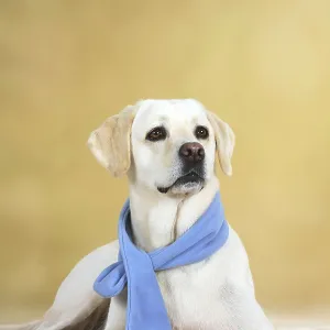 Labrador Retriever with Scarf