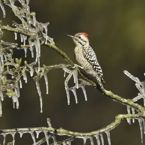 Ladder-backed Woodpecker Print, Adult on Icy Branch Ladder-backed Woodpecker Print, Adult on Icy Branch