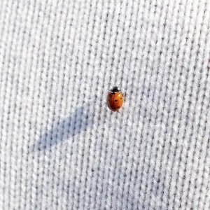 Ladybug on a white knitted jumper, copy space Ladybug on a white knitted jumper, copy space