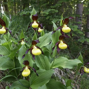 Lady's slipper (Cypripedium calceolus)