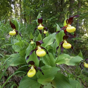 Lady's slipper (Cypripedium calceolus)
