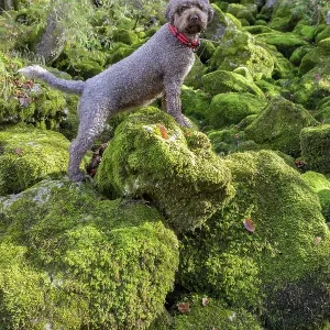 Lagotto Romagnolo Outdoor Print, Truffle Dog in Austria