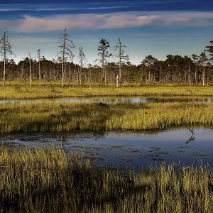 Lahemaa National Park Moorland Print, Estonia