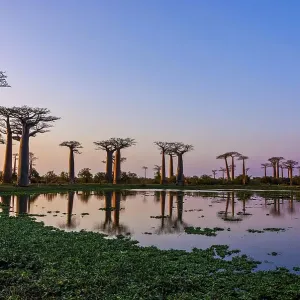 Lake reflecting the Avenue de Baobabs at sunrise Lake reflecting the Avenue de Baobabs at sunrise