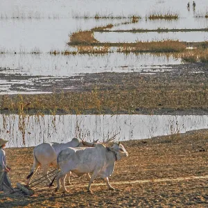 Lake Taungthaman with a farmer ploughing behind a team of oxen Lake Taungthaman with a farmer ploughing behind a team of oxen