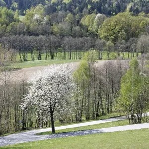 Lalling, blooming cherry tree, Bavarian Forest