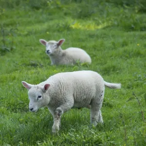 A lamb grazes while another lies in the background A lamb grazes while another lies in the background