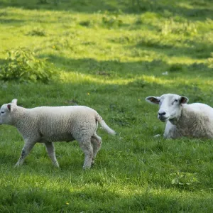 A lamb runs across a green meadow while a sheep is sitting A lamb runs across a green meadow while a sheep is sitting