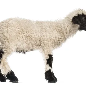 Lamb standing and baaing in front of white background