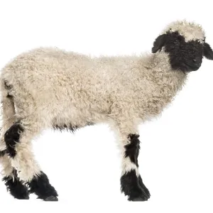 Lamb standing in front of white background