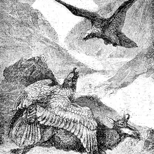 Two lamb vultures have cut chamois
