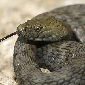 Lambent dice snake (Natrix tessellata) Lambent dice snake (Natrix tessellata)