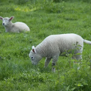Two lambs in green surroundings Two lambs in green surroundings