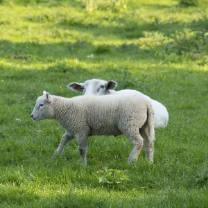 Two lambs stand on a green field in natural surroundings Two lambs stand on a green field in natural surroundings