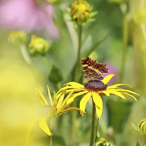 Land carat (Araschnia levana), butterfly