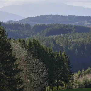 Landscape in the Black Forest with conifers